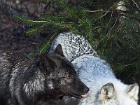 Arctic Wolf 056